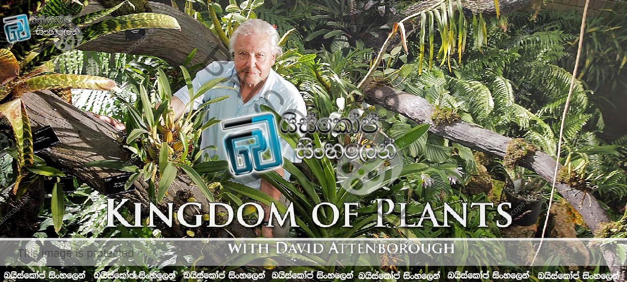 Kingdom Of Plants