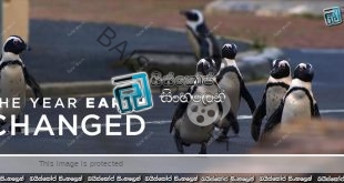 The Year Earth Changed (2021) Sinhala Subtitles | මිහිතලය වෙනස් වූ 2020 වසර [සිංහල උපසිරසි]